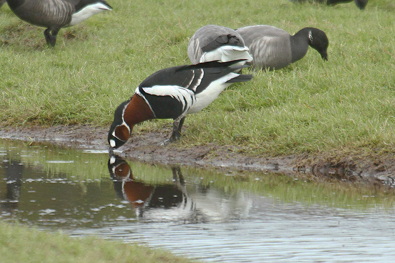 Red-breasted Goose by Mick Dryden