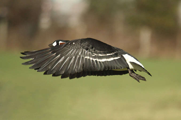 Red-breasted Goose by Mick Dryden