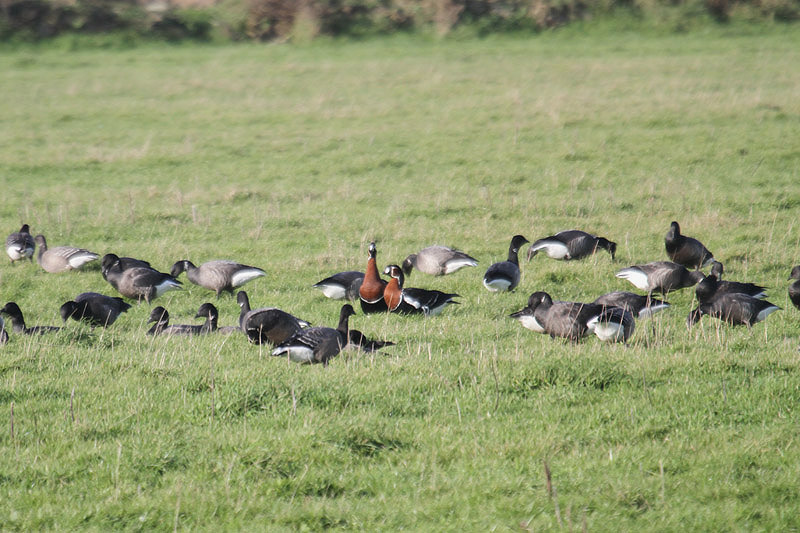 Red-breasted Geese by Mick Dryden