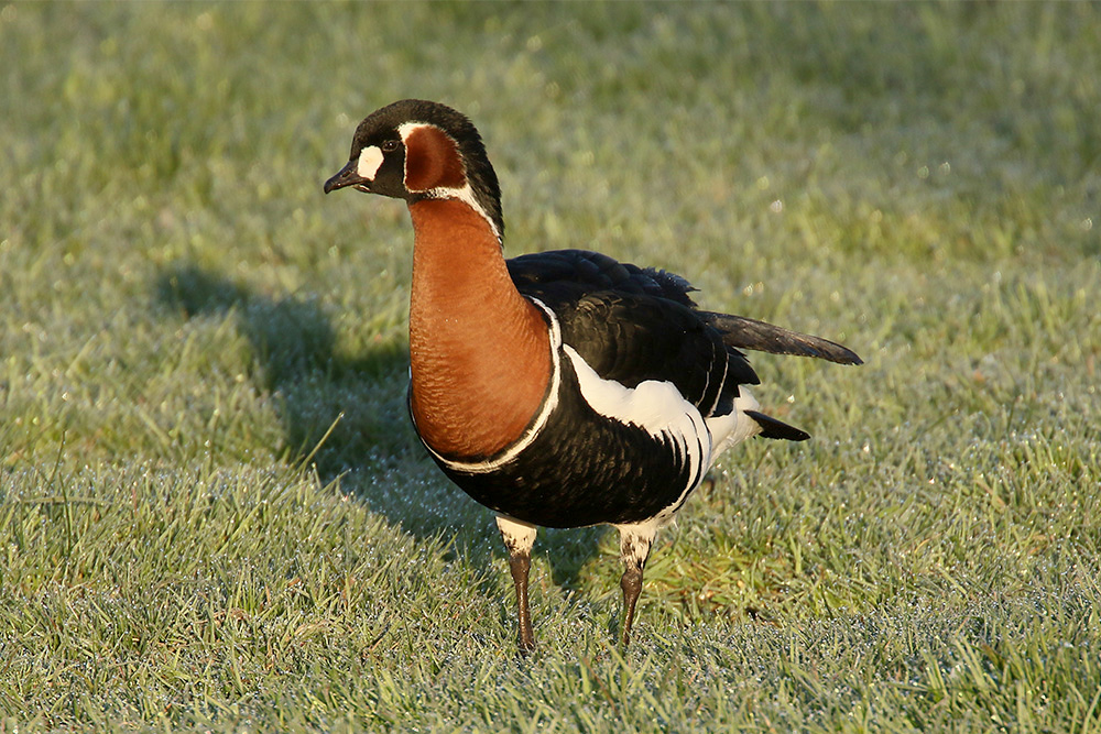 Red-breasted Goose by Mick Dryden