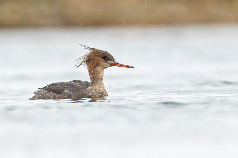 Red-breasted Merganser by Romano da Costa