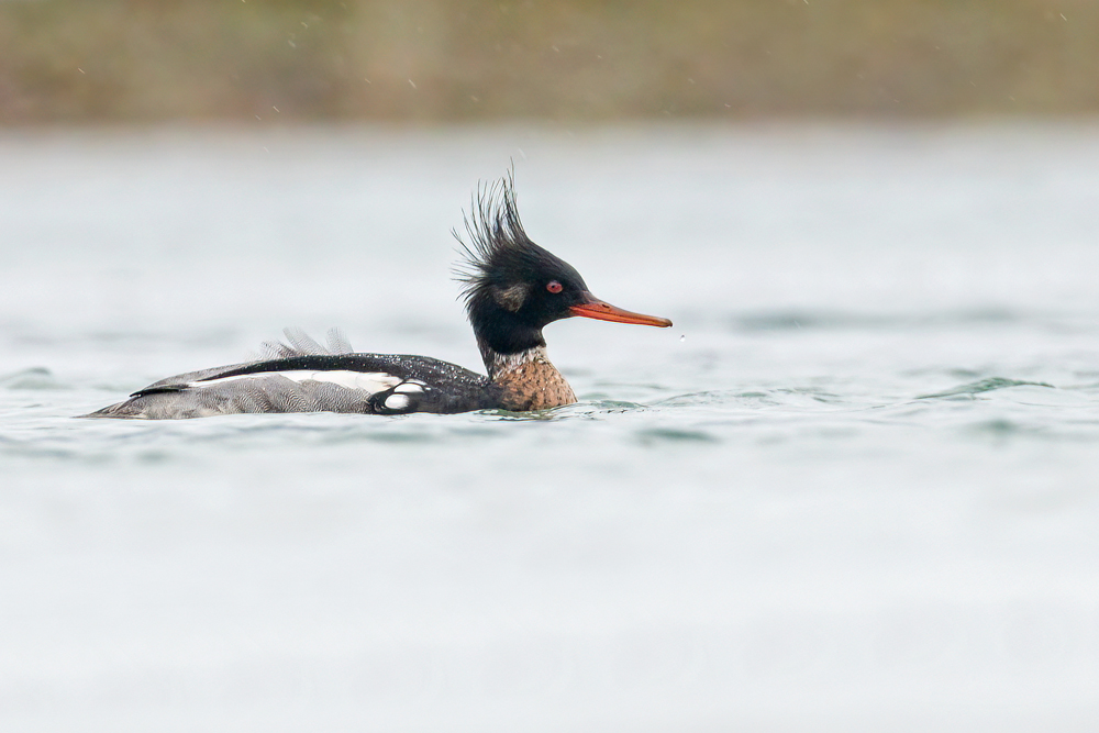 Red-breasted Merganser by Romano da Costa