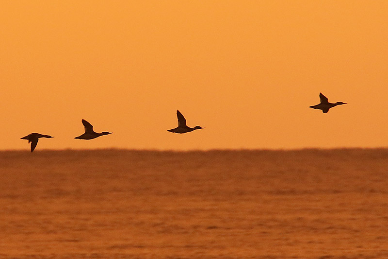 Red-breasted Mergansers by Mick Dryden