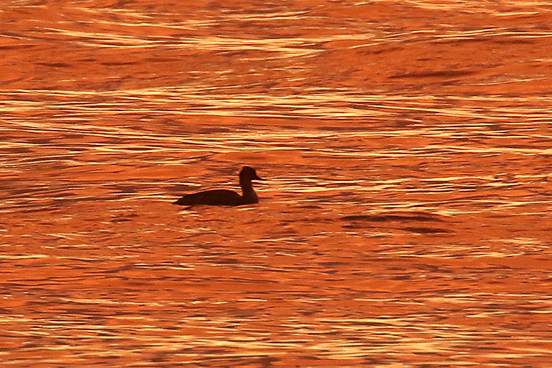 Red-breasted Merganser by Mick Dryden