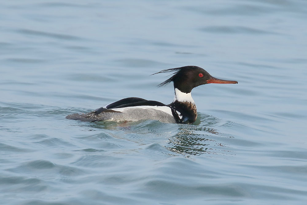 Red breasted Merganser by Mick Dryden