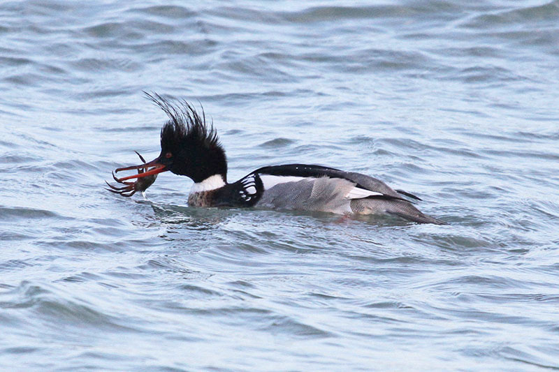 Red-Breasted Merganser by Tim Ransom