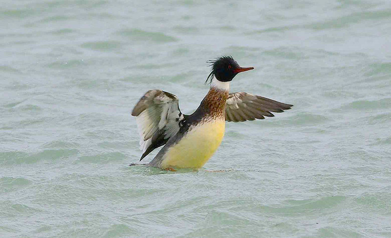 Red-breasted Merganser by Tony Wright