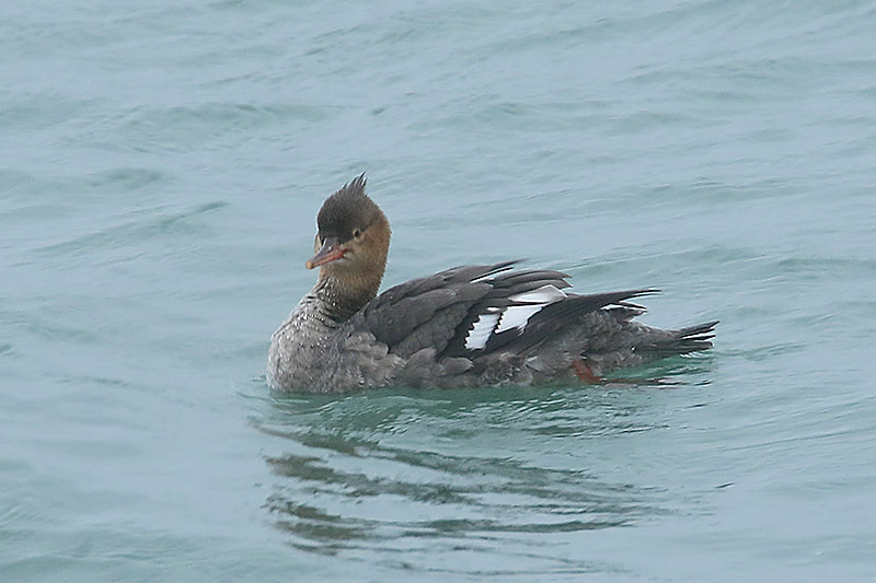 Red breasted Merganser by Mick Dryden