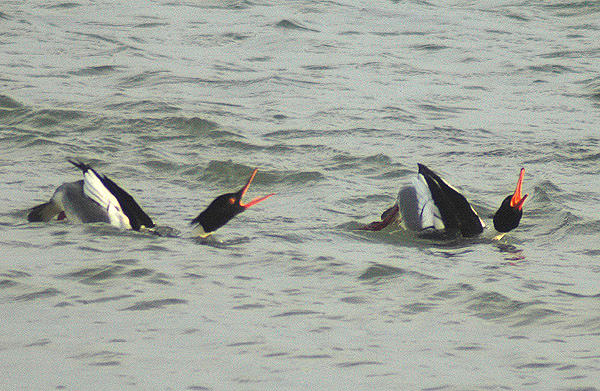 Red-breasted Mergansers by Romano da Costa