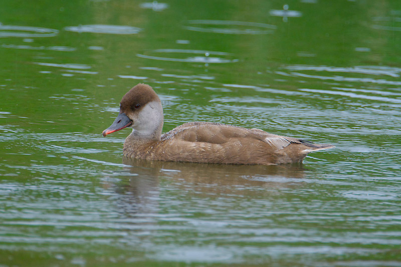 Red-crested Pochard by Paul Marshall