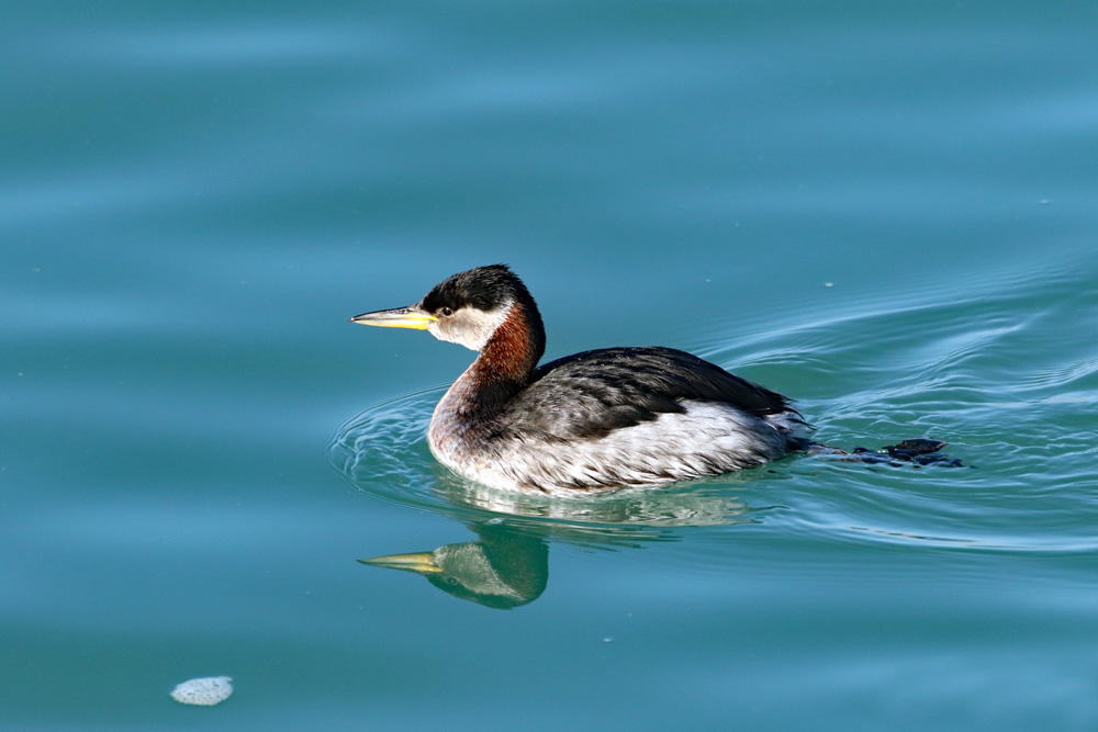 Red-necked Grebe by Alan Modral