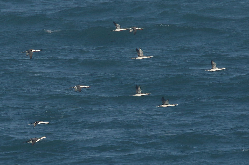 Red-throated Divers by Mick Dryden