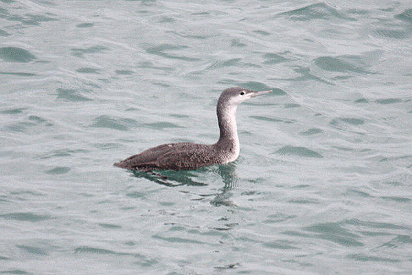 Red Throated Diver by Mick Dryden