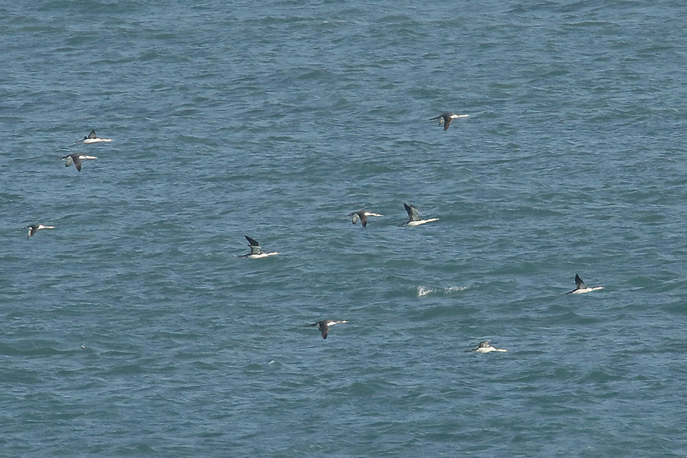 Red throated Divers by Mick Dryden