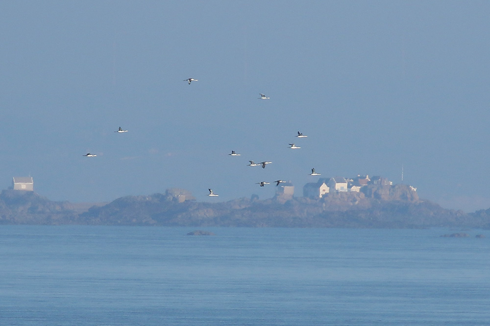 Red-throated Divers by Mick Dryden