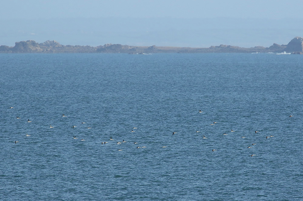 Red-throated Divers by Mick Dryden