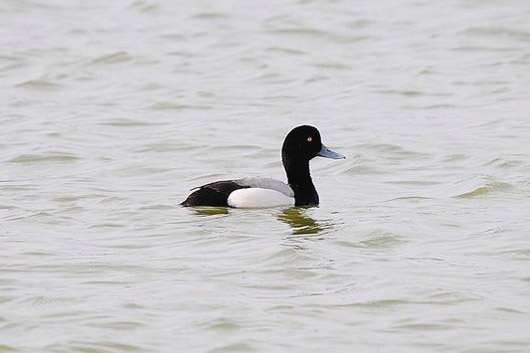 Greater Scaup by Romano da Costa