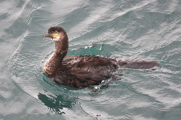 Shag by Mick Dryden