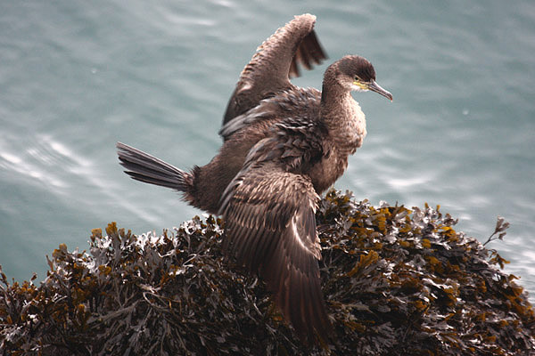 Shag by Mick Dryden