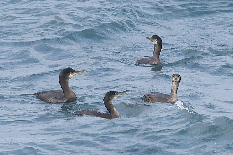 Shags by Mick Dryden