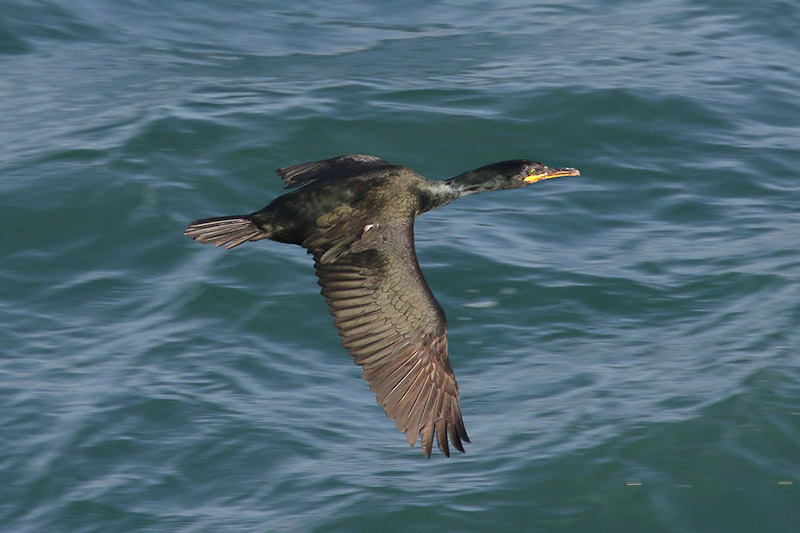 Shag by Mick Dryden