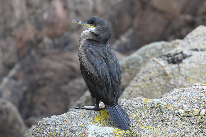 Shag by Mick Dryden