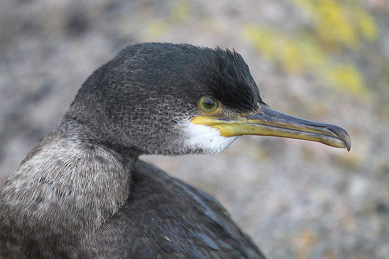 Shag by Mick Dryden