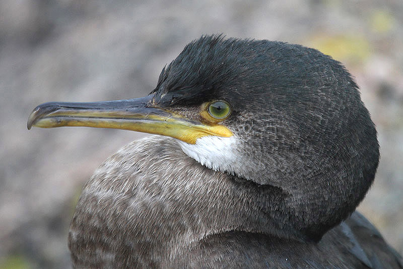 Shag by Mick Dryden