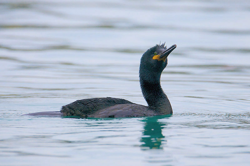 Shag by Paul Marshall