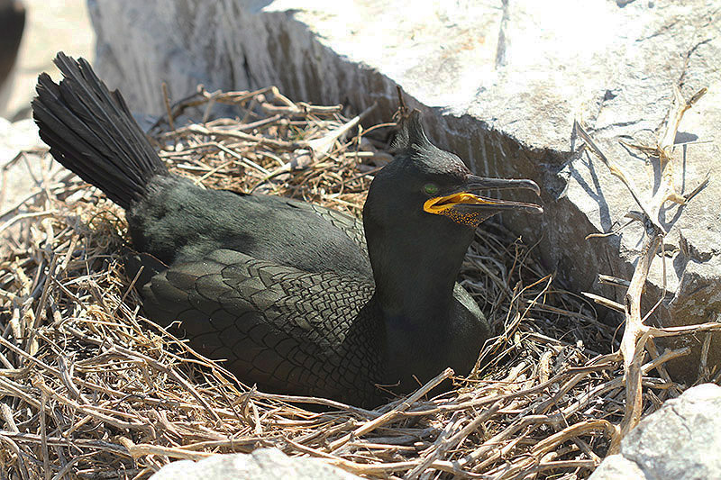 Shag by Mick Dryden