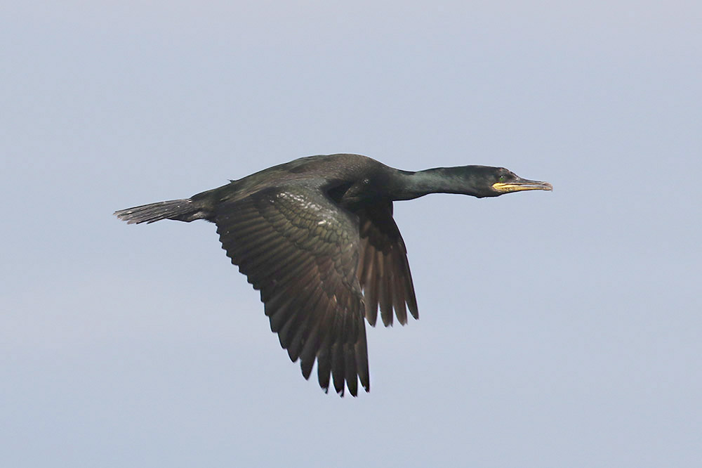 Shag by Mick Dryden