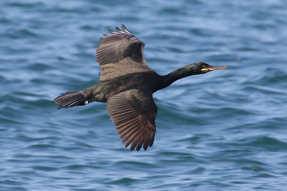 Shag by Mick Dryden
