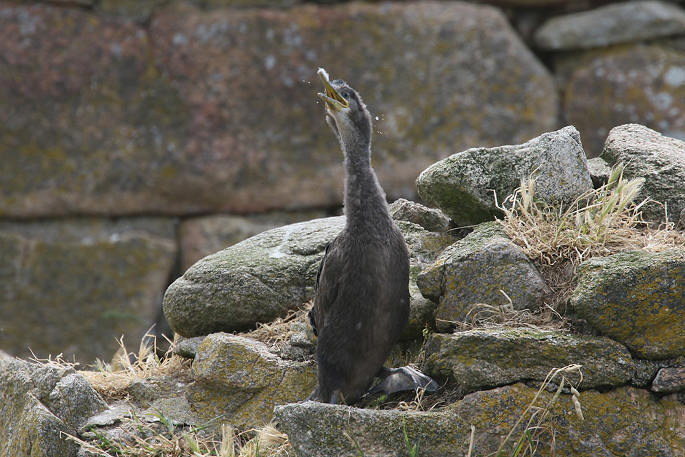 Shag by Mick Dryden