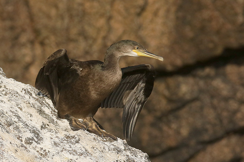 Shag by Mick Dryden