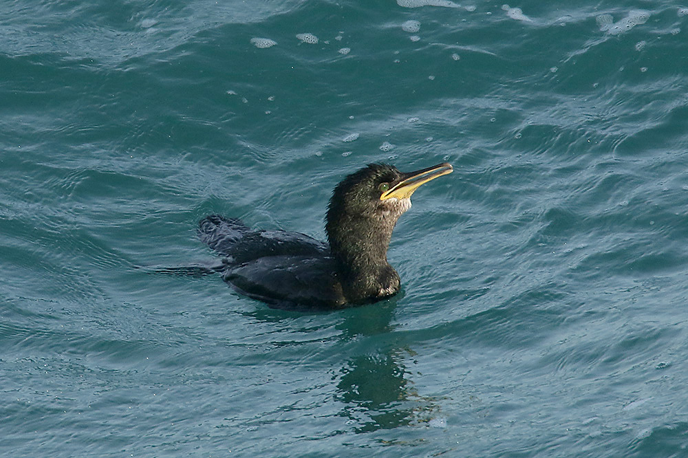 Shag by Mick Dryden