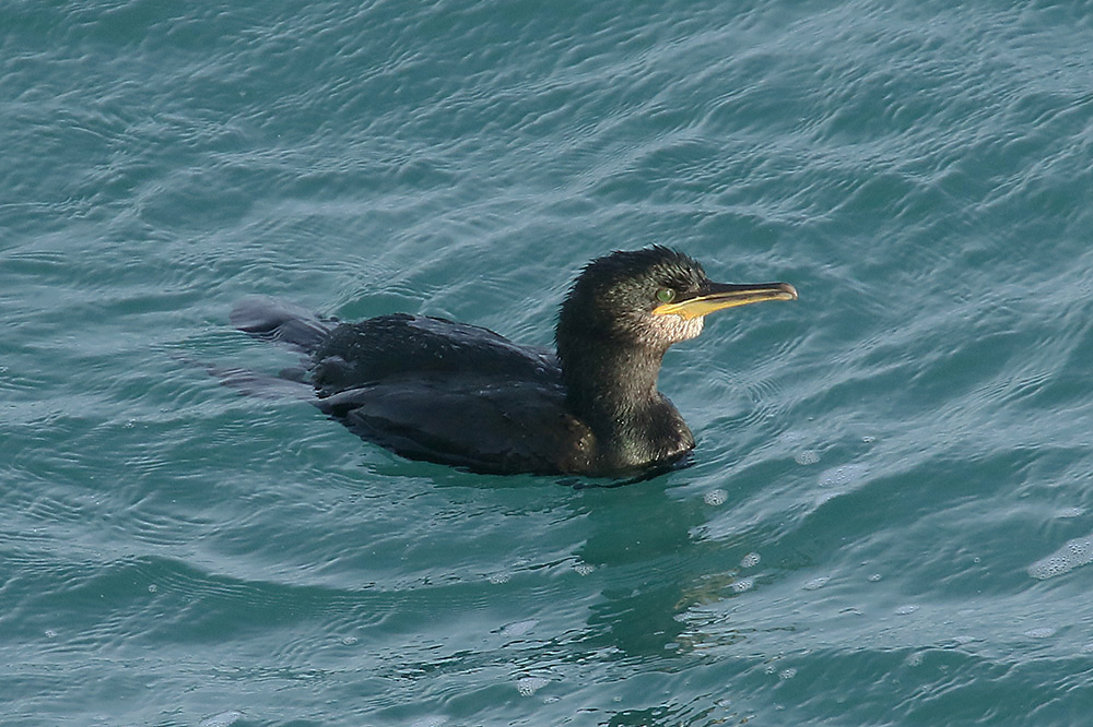 Shag by Mick Dryden