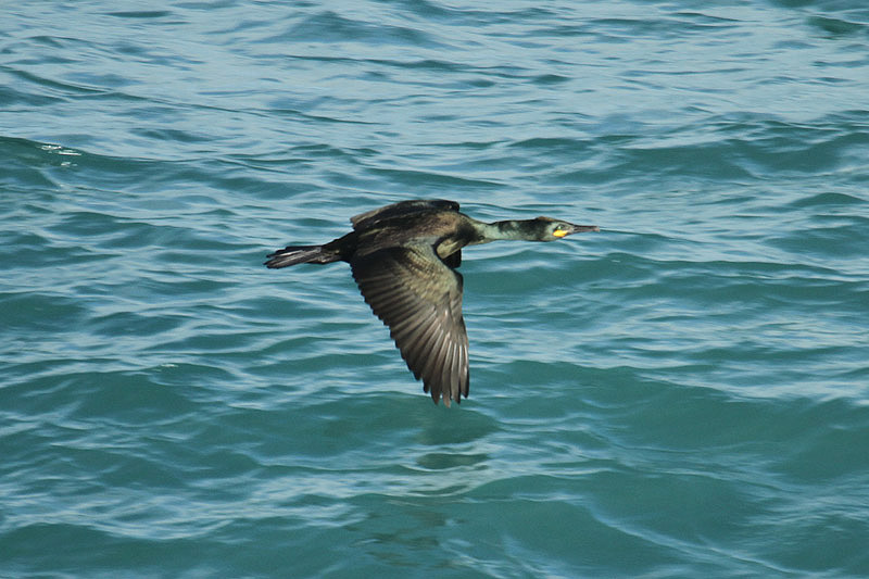 Shag by Mick Dryden