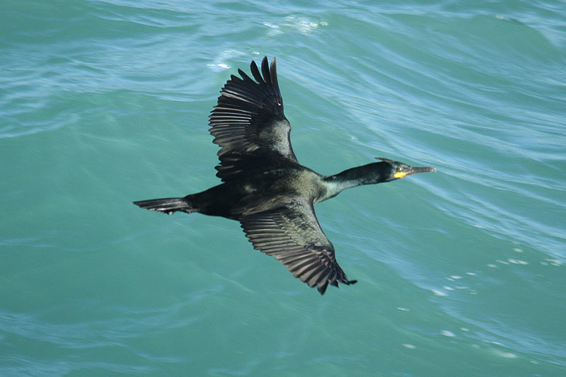Shag by Mick Dryden