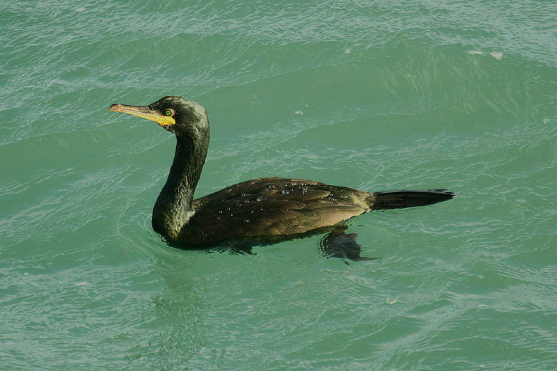 Shag by Mick Dryden