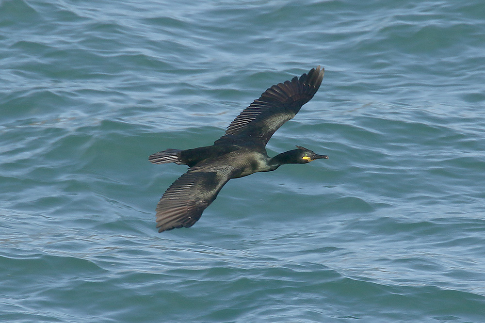 Shag by Mick Dryden