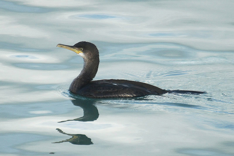 Shag by Mick Dryden