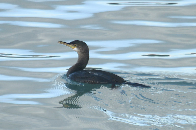 Shag by Mick Dryden