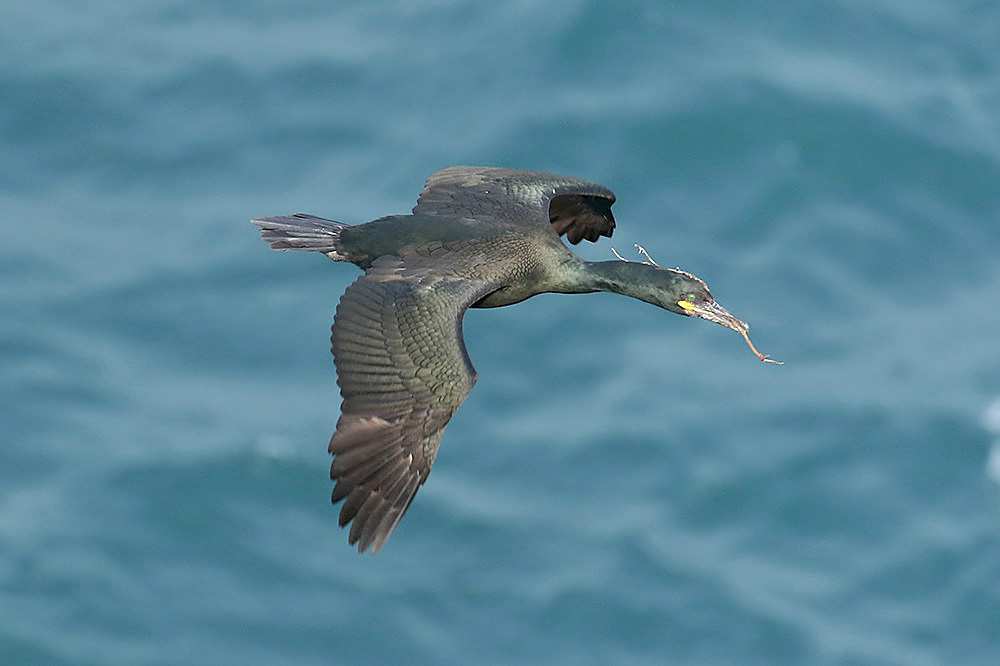 Shag by Mick Dryden