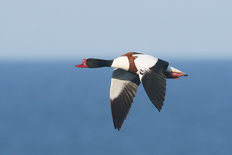 Shelduck by Mick Dryden