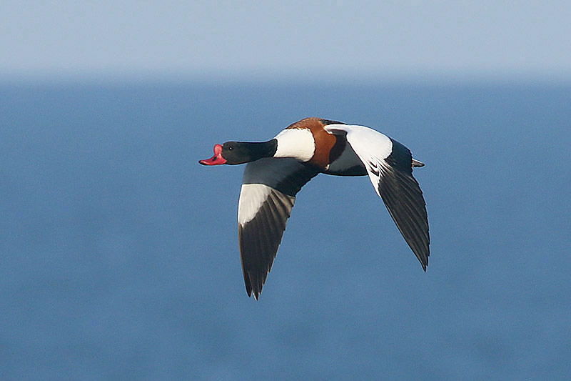 Shelduck by Mick Dryden