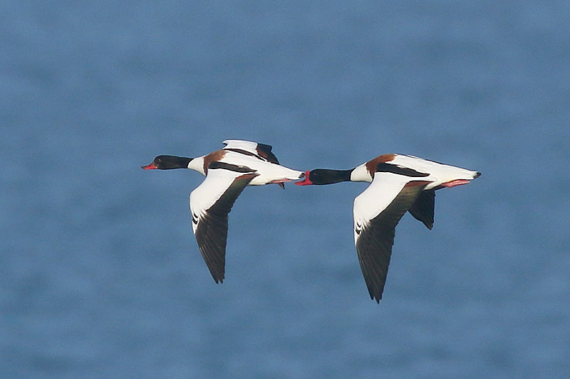 Shelduck by Mick Dryden