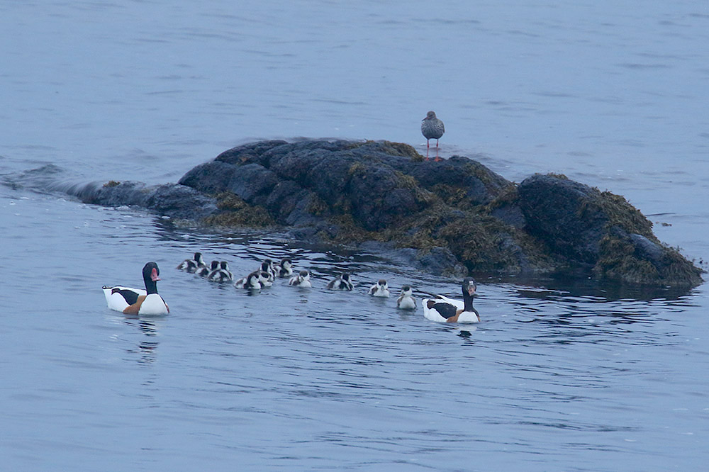 Shelduck by Mick Dryden