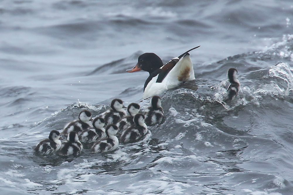 Shelduck by Mick Dryden