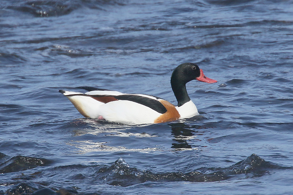 Shelduck by Mick Dryden