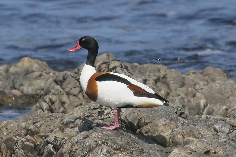 Shelduck by Mick Dryden